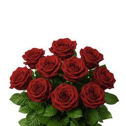 Roses, Ever Red, 10 Stems