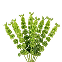 Molucella, Bells Of Ireland, 10 stems