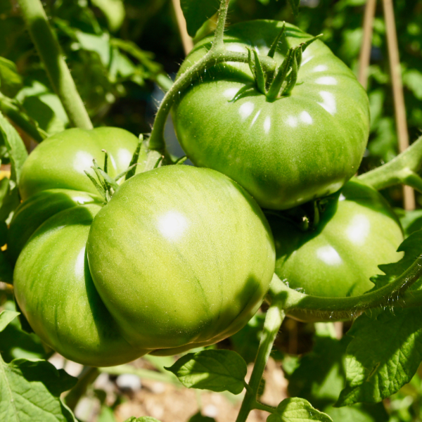 Green tomatoes on the vine from Holland, fresh vegetable pack, 0.5 kg ready for cooking or salads.