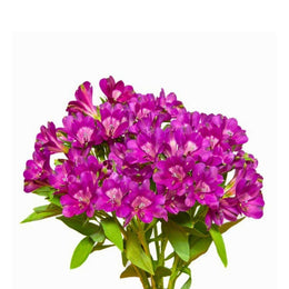 Alstroemeria, Morado Purple, 10 Stems