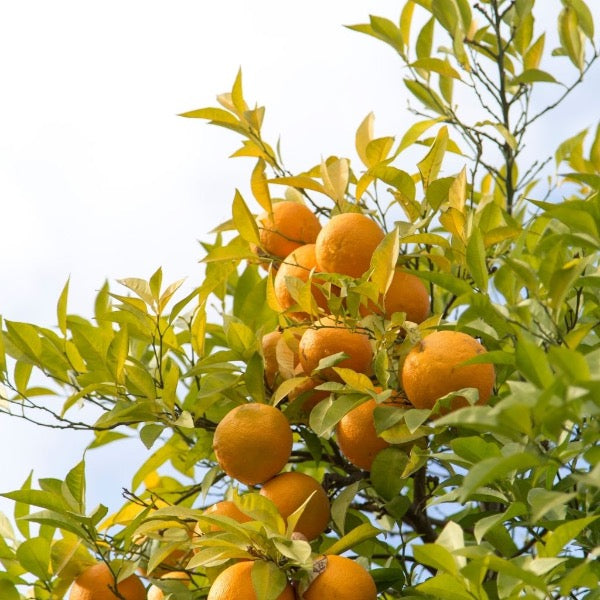 Fresh Valencia oranges from Sharbatly in a 5 kg carton, ideal for juicing, with bright orange skin and natural fruit appearance.