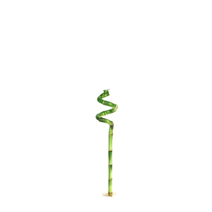 Single compact spiral lucky bamboo stem, from Sharbatly.