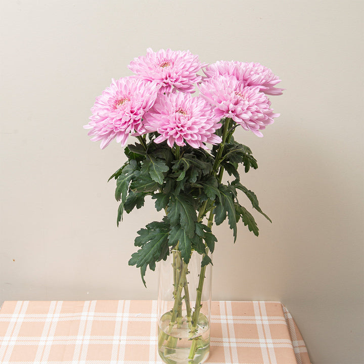 Chrysanthemums, Deco Chrys, Hornbill Pink fresh-cut flowers arranged in a clear vase at home, from Sharbatly.