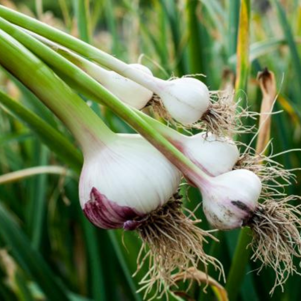 Peeled garlic cloves in a 0.15 kg pack from Sharbatly, fresh vegetable with smooth, white cloves ready for cooking.