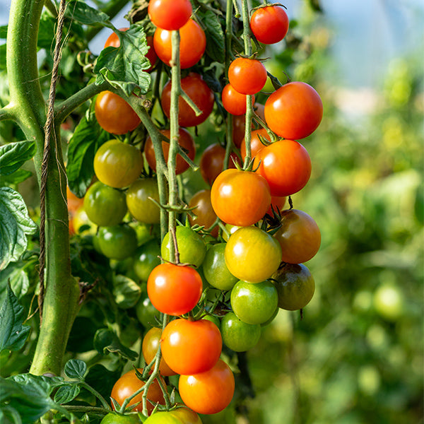 Orange tomatoes on the vine in a 0.5 kg pack, fresh Holland vegetable product with vibrant color and natural appearance.