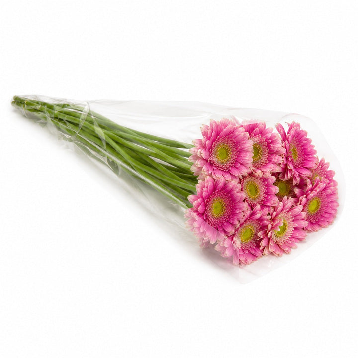 Gerbera, Wonderwall fresh-cut flowers in a protective sleeve, from Sharbatly.