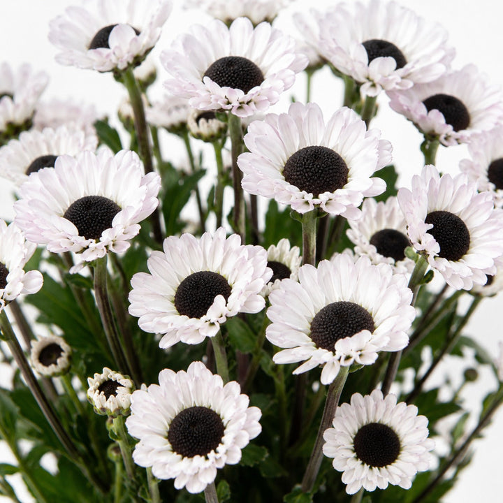 Close-up of Chrysanthemums, Santini, White Molly blooms and natural details, from Sharbatly.