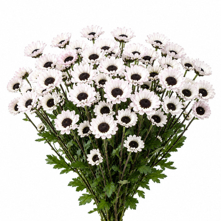 Chrysanthemums, Santini, White Molly fresh-cut flower bunch, from Sharbatly.