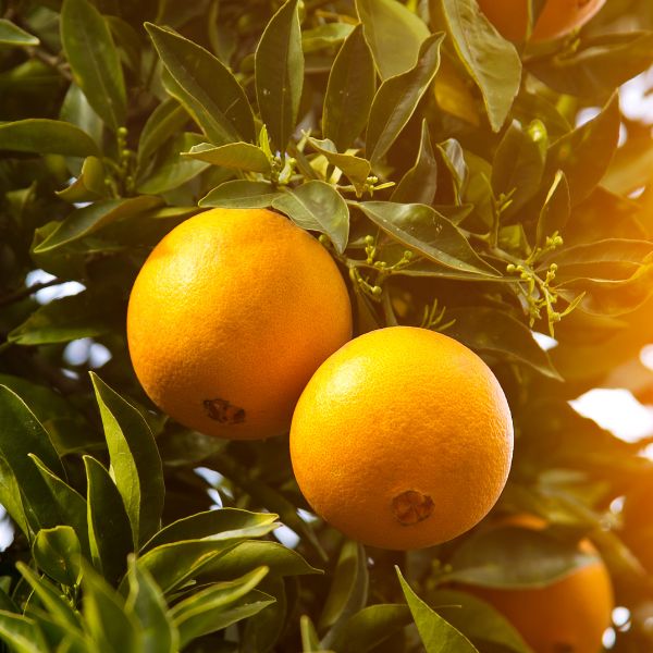 Spanish Navel oranges from Sharbatly in a 9 kg carton, fresh, bright orange fruit with textured skin, ready to eat.