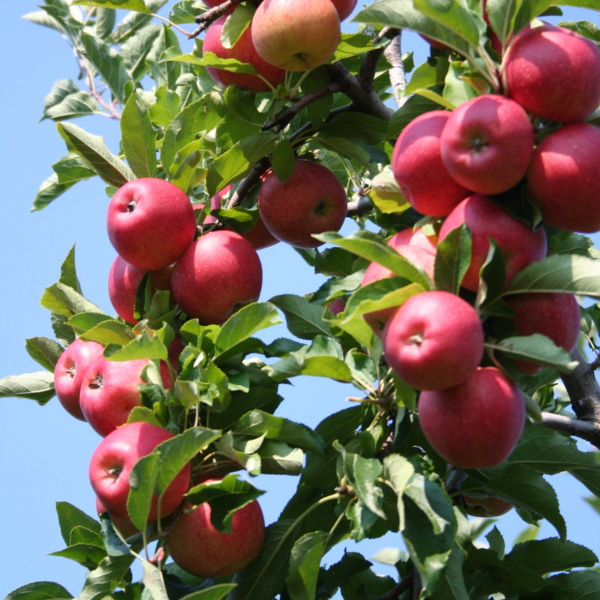 Red Delicious apples from Sharbatly in a 4 Kg carton, fresh and ripe with vibrant red skin, ready for consumption.