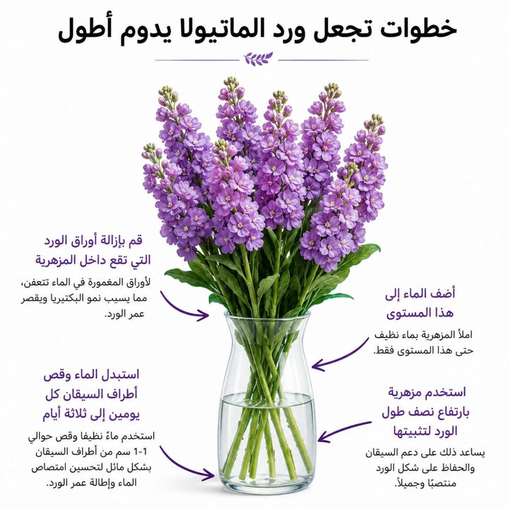 Light purple Matthiola flower stems with care tips, showcasing their delicate blooms and lush foliage.