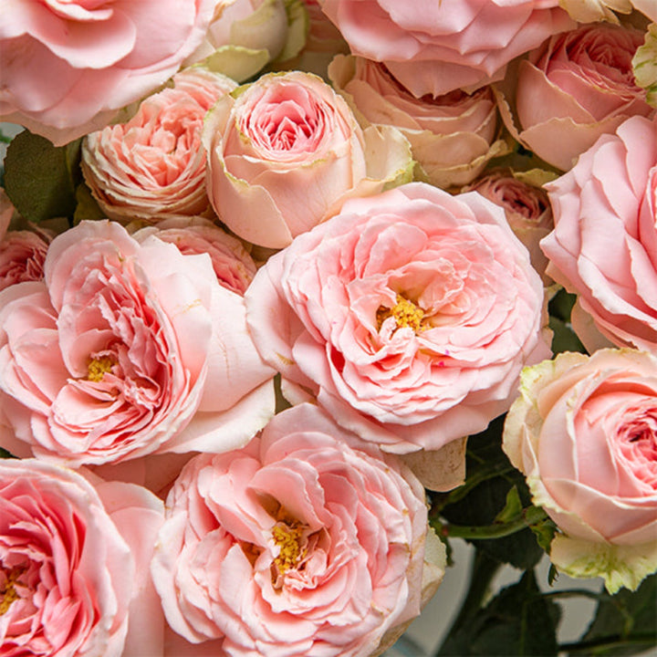 Spray roses in a garden setting, Sweet Giselle variety, 10 stems of fresh flowers from Vegpro Kenya.