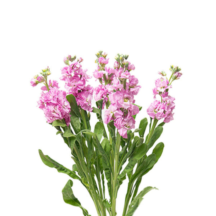 Light pink Matthiola flower stems from Black Tulip arranged together, showcasing delicate blossoms and green foliage.