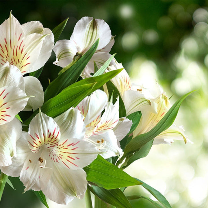 White Alstroemeria flower stems from SQ Flora Kenya, showing 10 fresh stems with vibrant blooms and green leaves.