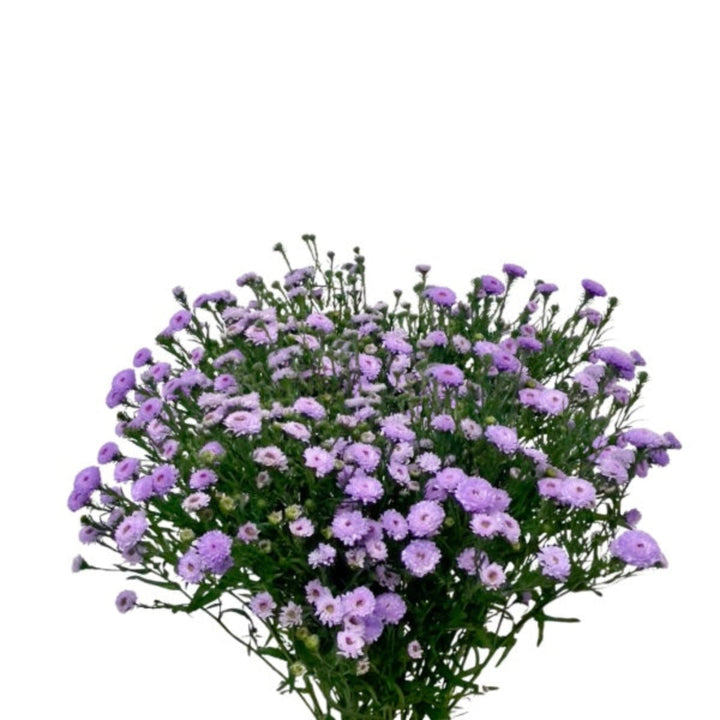 Light purple Aster flowers on 10 stems from SQ Flora Kenya, showcasing vibrant blooms and lush green foliage.