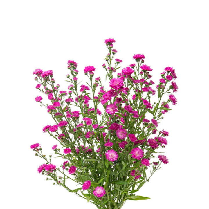 Bright pink Aster flowers on 10 stems from Black Tulip, showcasing vibrant hot pink blooms against a natural background.