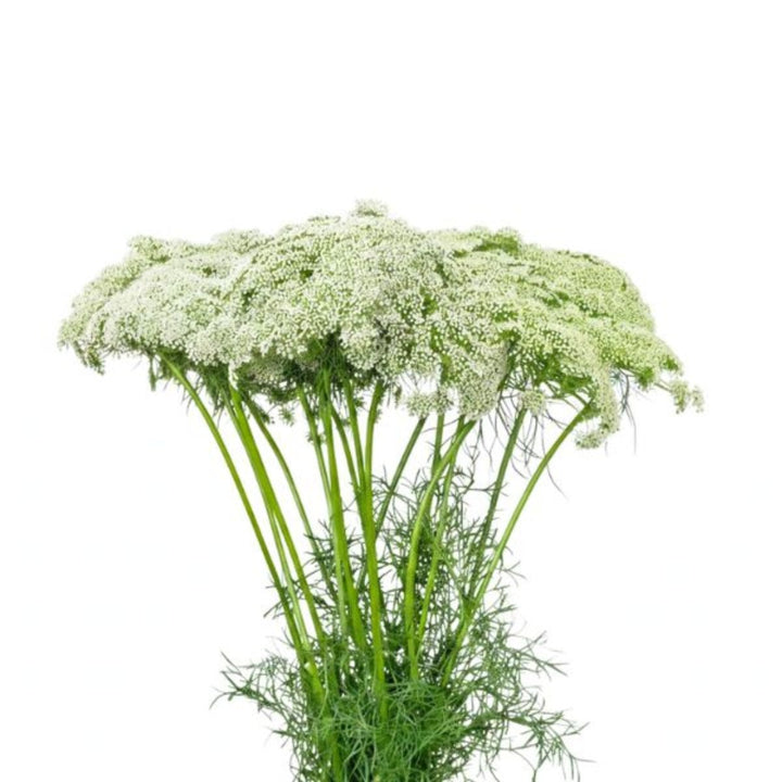 Fresh Ammi Visnaga (Khella) flower stems from SQ Flora Kenya, showcasing delicate white blossoms on multiple stems.