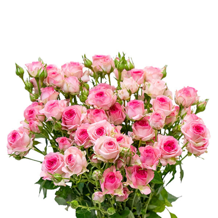 Bouquet of 10 Baby Roses from Tra-La-La by SQ Flora Kenya, showcasing delicate pink flower stems.