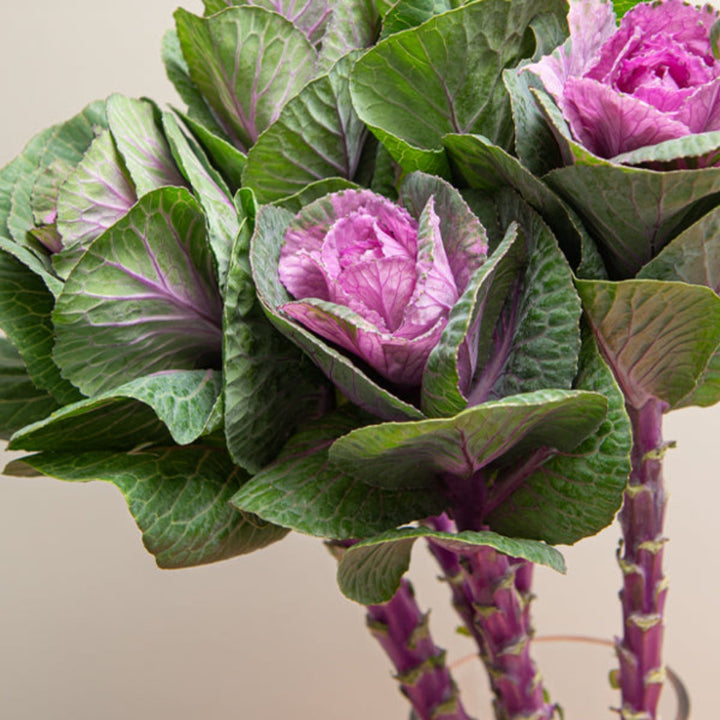 Fresh Flower Holland Brassica oleracea red flower stems, vibrant and colorful, displayed in a natural arrangement.
