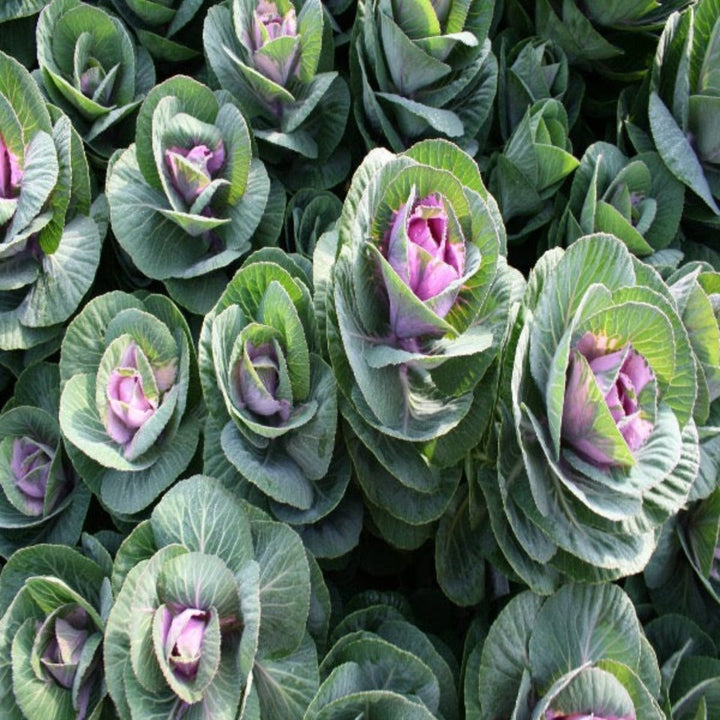 Bright red Brassica oleracea flower stems from Fresh Flower Holland, showcasing vibrant blossoms and lush green stems.