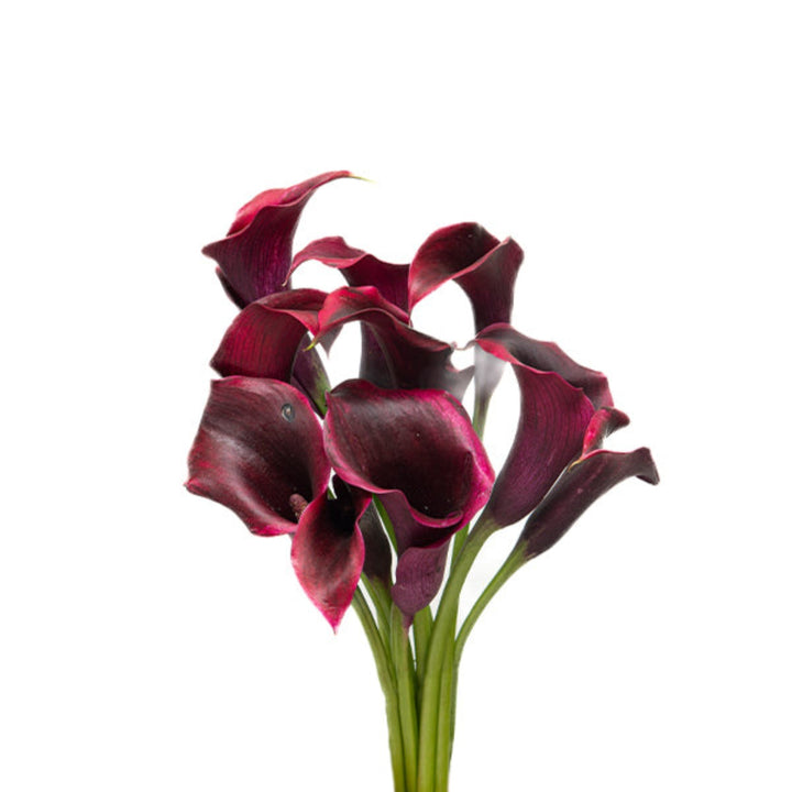 Black Calla Lily flowers, Zantedeschia, Fresh Flower Holland, 10 stems, vibrant and elegant floral arrangement.