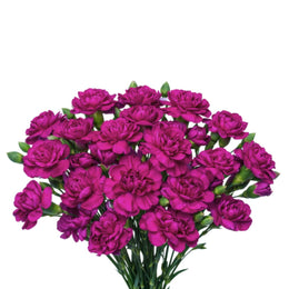 Carnation baby, Osiris Purple, 10 Stems