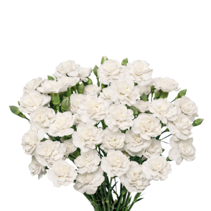 White Carnation flowers from SQ Flora Kenya, 10 stems arranged in a natural bouquet.