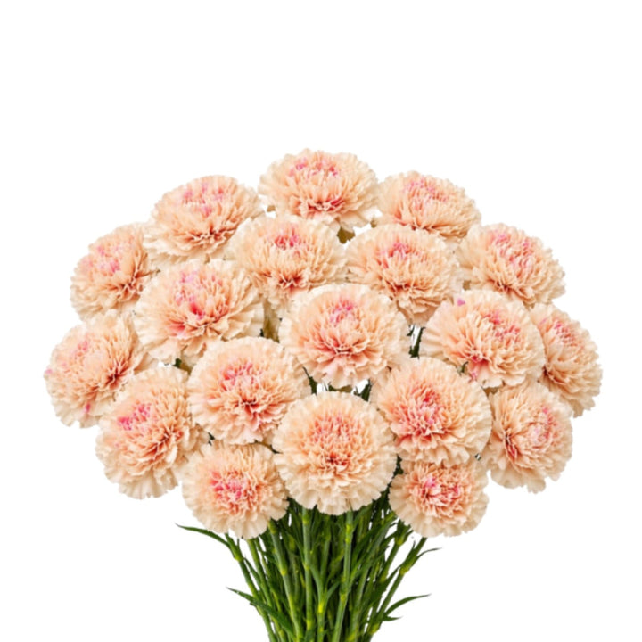 Bouquet of 19 Carnations Apple Tea-Peach flowers from SQ Flora Kenya, showing vibrant peach and pink blooms.