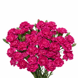Carnations Baby, Cherry Blossom, 10 Stems