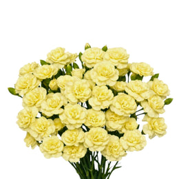 Carnations baby, Pastis, Yellow, 10 Stems