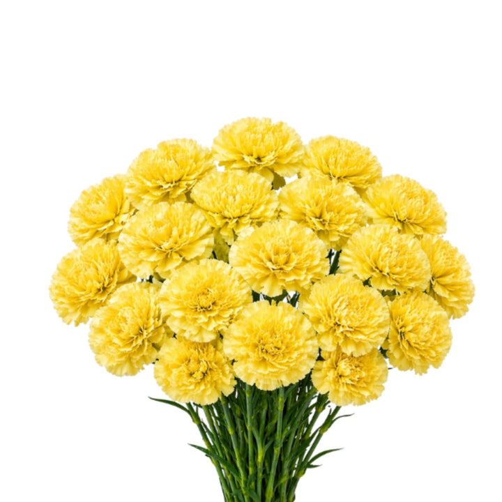 Yellow Carnations Diletta from SQ Flora Kenya, 19-stem bouquet of vibrant yellow flowers arranged in a natural display.