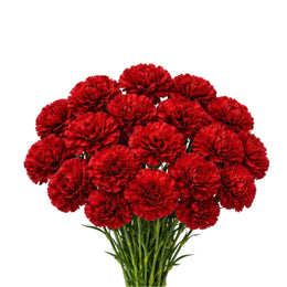 Carnations Don Pedro -Red 19 Stems