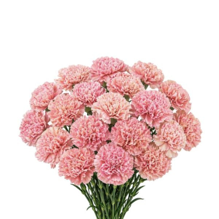 Bouquet of 19 pink Babylon carnations from Black Tulip, fresh flower stems arranged in a natural display.