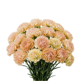 Carnations, Cappuccino Lege Marrone, 19 Stems
