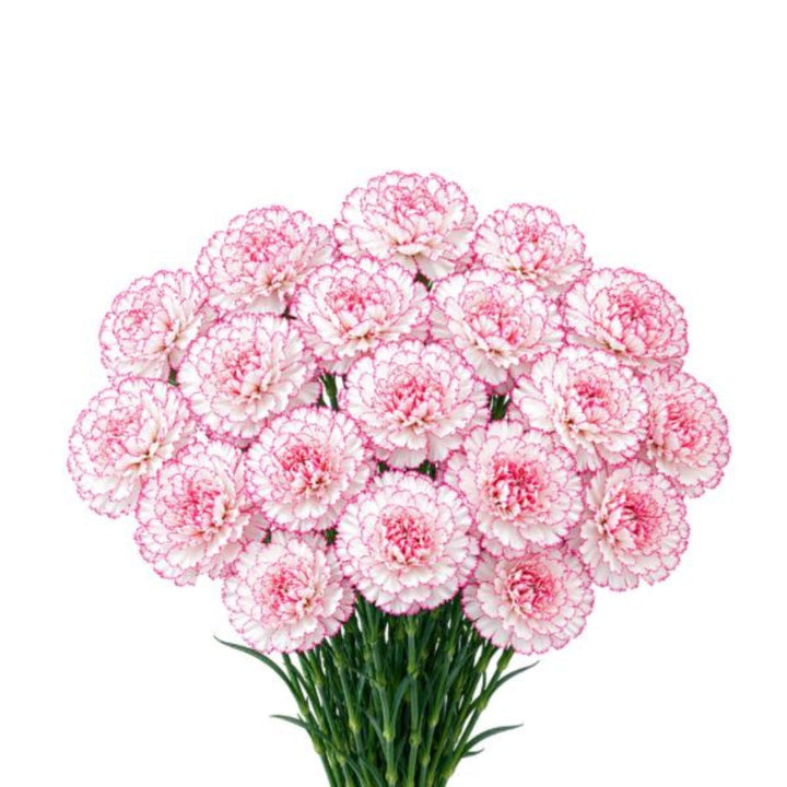Pastel Damascus carnations from SQ Flora Kenya, 19 stems of vibrant pink and soft pastel flowers arranged in a bouquet.