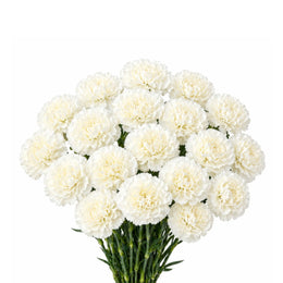Carnations, Snow Storm 19 Stems