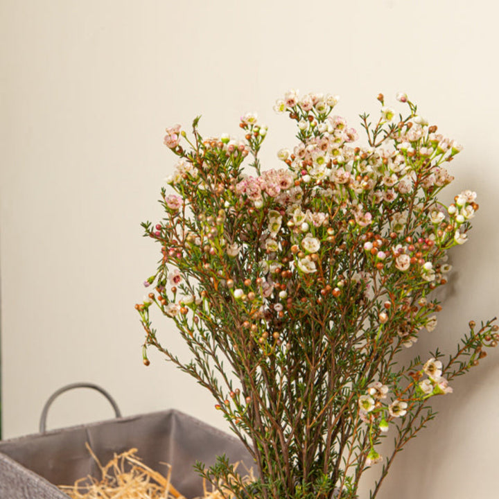 White waxflower stems from Fresh Flower Holland, 10 stems of Chamelaucium with delicate white blossoms, ideal for floral arrangements.