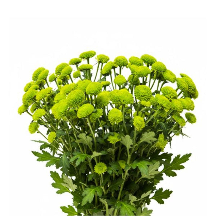 Bright green Peptalk Chrysanthemum flowers on 10 stems, fresh blooms with vibrant petals from SQ Flora Kenya.