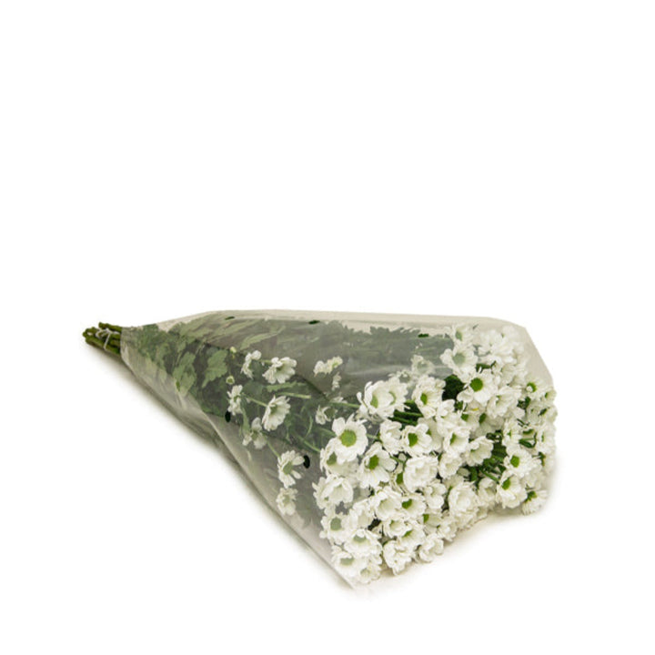 Fresh Flower Holland Santini Insta White Chrysanthemum flowers, 10 stems, vibrant white blooms perfect for floral arrangements.