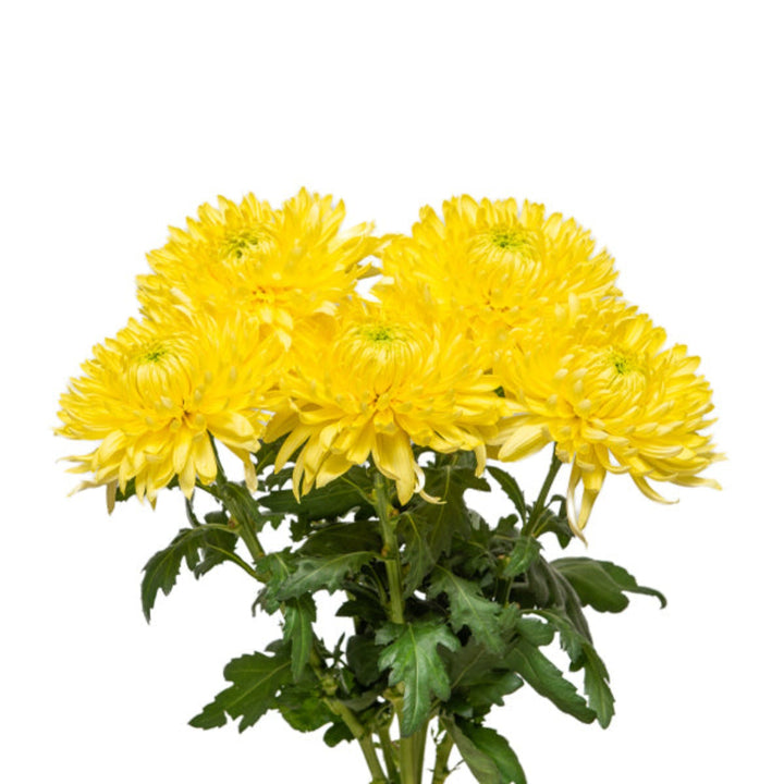 Decorative Chrysanthemums flower stems from SQ Flora Kenya, featuring five vibrant blooms arranged for floral decoration.