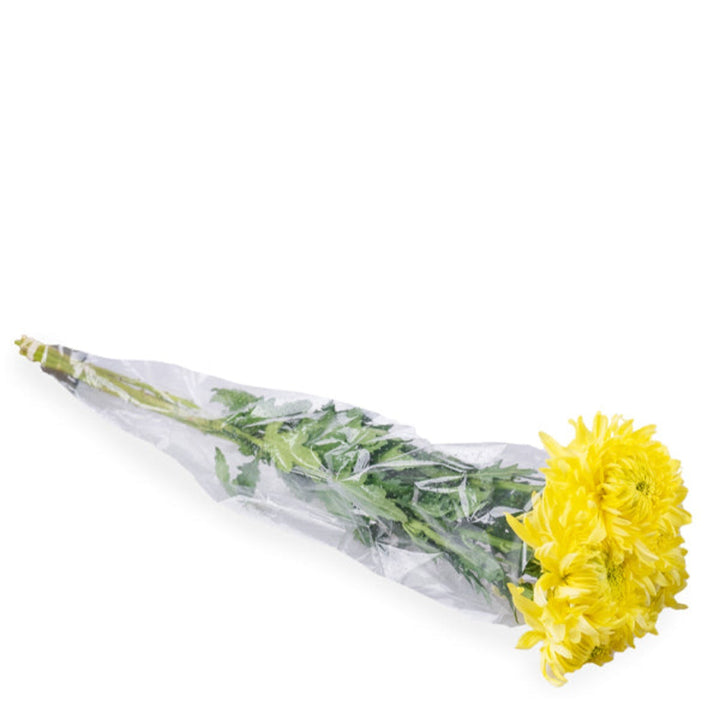 Bouquet of five Deco Ponzo Chrysanthemums from SQ Flora Kenya with vibrant, full blooms arranged naturally.