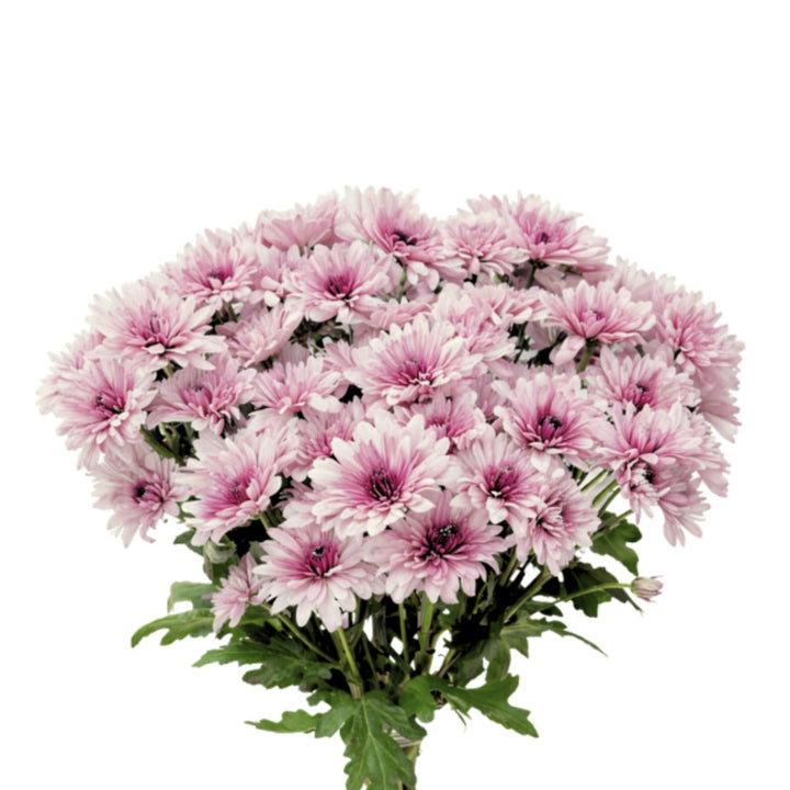 Pink Chrysanthemums from Black Tulip, Malibu-Bi variety, arranged in a bouquet with 10 stems.
