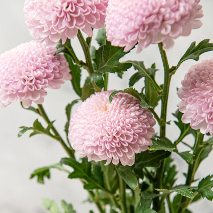 Five fresh Momoko chrysanthemums stems from Fresh Flower Holland, showcasing vibrant, single blooms in natural floral arrangement.