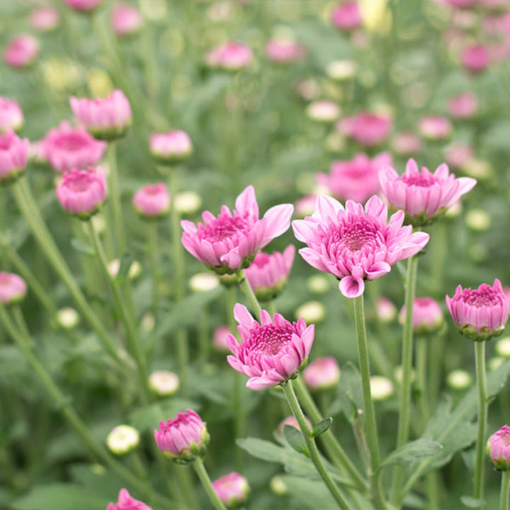 Pink Chrysanthemums flower stems from Black Tulip, showing 10 fresh, vibrant pink blooms with green leaves.
