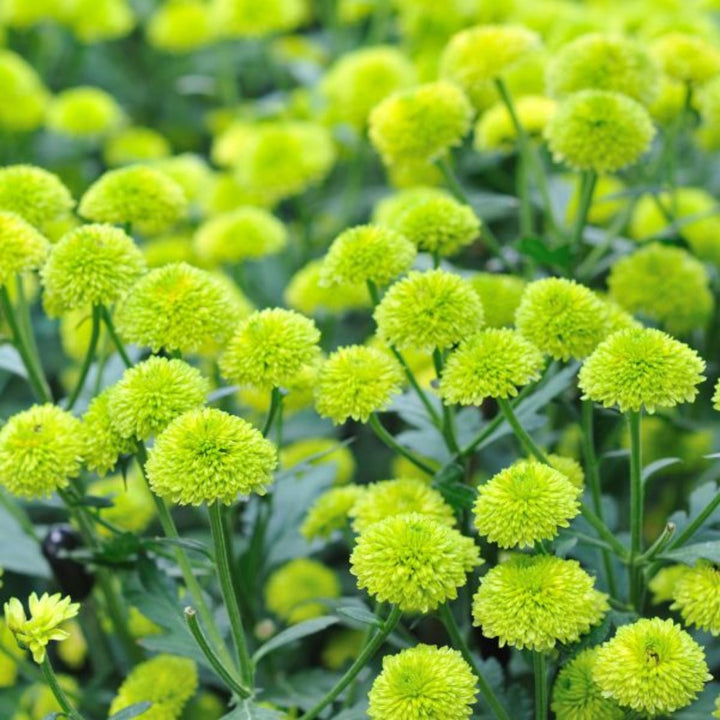 Flowranow Chrysanthemums spray with five green-stem flowers, vibrant blooms perfect for floral arrangements.