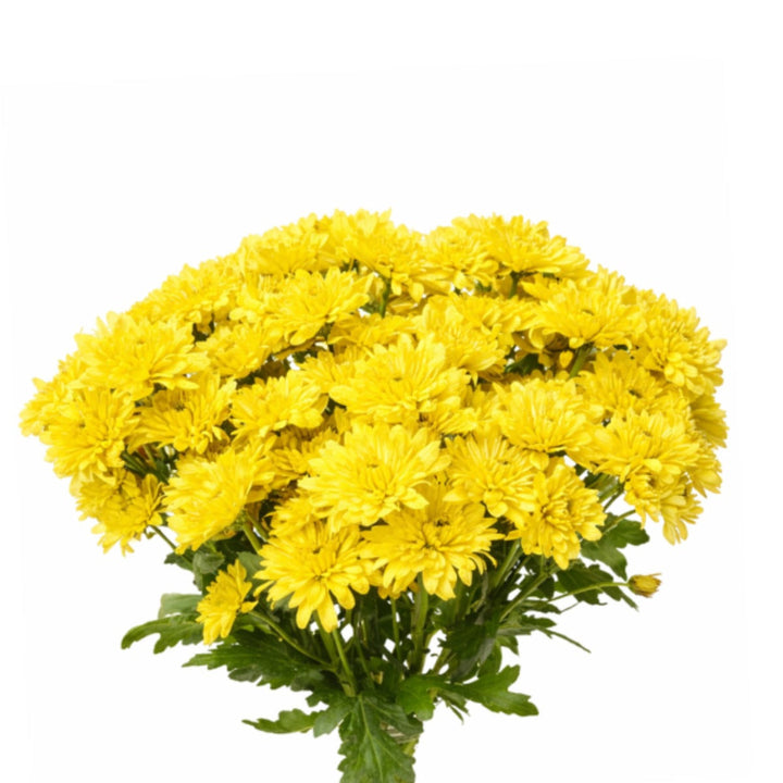 Yellow chrysanthemums flower stems by Black Tulip, showing 10 fresh blooms with vibrant petals and green foliage.