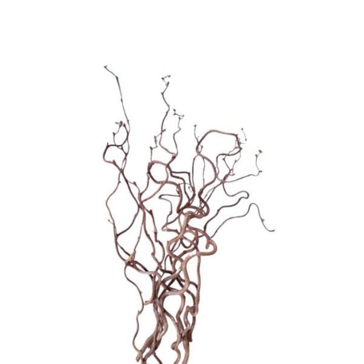 Dried Corylus Avellana Cortona flower stems, 10-pack, from Fresh Flower Holland, showing brown, textured flower stems on a white background.