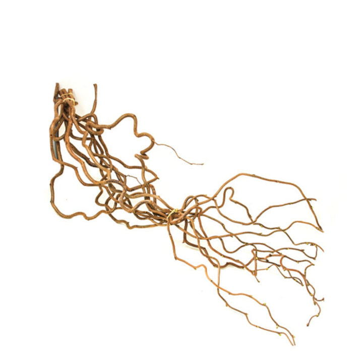 Dried Corylus Avellana Cortona flower stems with brown, textured nuts and branches, arranged naturally for floral decoration.