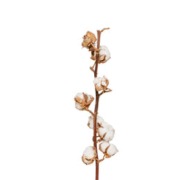 Cotton White, dried, Single Stem