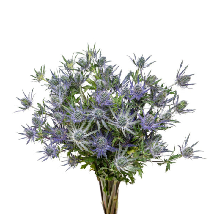Blue Eryngiums flowers from Black Tulip, 10 stems of magical blue flowers arranged naturally.